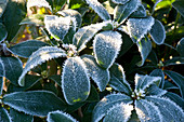 Skimmia japonica reevesiana (fruit cluster) with hoarfrost