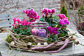 Cyclamen in a wreath of clematis tendrils
