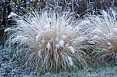 Pennisetum alopecuroides (Lamprey grass)