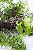 Brassica juncea and Lactuca in the first snow