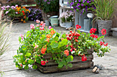 Plant old wine box with summer flowers and tomato