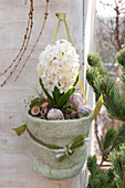 Hyacinthus orientalis 'White Pearl' hung in a felt pot