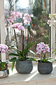 Phalaenopsis (Malay flower, butterfly orchid, moth orchid)