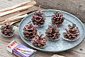 Homemade lighters for fireplace and grill from cones of Picea