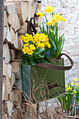 Primula Elatior Crescendo 'Yellow' (primrose), Narcissus 'Tete a Tete'