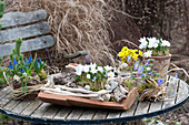 Early Spring Table Arrangement, Crocus chrysanthus 'Blue Pearl'