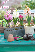 Hyacinthus orientalis (hyacinth) in pot and metal jardiniere