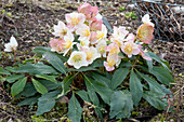 Helleborus niger 'HCG Jacob', with an interesting play of colors