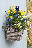 Wall basket with Narcissus 'Tete A Tete' (Daffodil), Hyacinthus