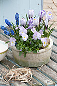 Viola cornuta 'Lavender Blush', Crocus vernus 'Striped Beauty'