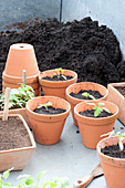 Pour seedlings of Lycopersicon (tomato) into individual clay pots