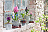 Zinc pots with Hyacinthus (hyacinth) and Scilla (blue oysters)