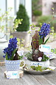 Hyacinthus 'Delft Blue', without soil in glass with twigs and bark