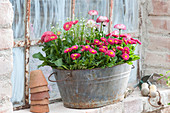 Old zinc sink with Bellis, and Androsace septentrionalis