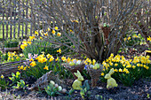 Easter in the garden with Narcissus 'Jetfire', 'Tete A Tete'