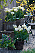 Tulipa 'Purissima' ( weiße Tulpen ) in Körben