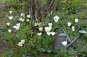 Tulipa 'Purissima' ( Tulpen ) und Brunnera macrophylla