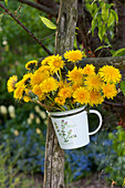 Small bouquet of taraxacum (dandelion) hung in cups