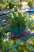 Basket with Narcissus 'Sun Disc' (Narcissus) in tendrils wreath