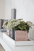 Planters made from glass jars painted with chalk paint
