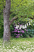 Wäscheleine mit Puppenkleidern an einem Baum in der Blumenwiese