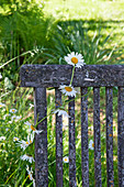 Ox-eye daisy chain hung over backrest of weathered chair in garden