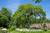 Old trees and meadow flowers in cottage garden