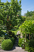 Buchsbaumkugeln am Weg im naturnahen Sommergarten