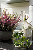 Ivy tendrils in demijohn of water in front of heather