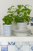 Crockery and herbs on shelf above blue and white wall tiles in kitchen