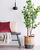 Houseplant in a basket with color dipping next to gray bench