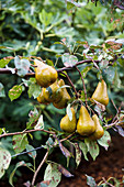 Pears on a trellis fruit tree