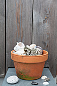 Seashells in terracotta pot
