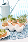 Cress growing in egg shells