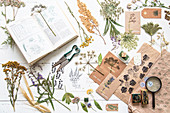 Dried and pressed plants, botanical book and printed patternes