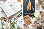 Getrocknete und gepresste Pflanzen, botanisches Buch und Stempeldruck