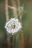 Beetle on flowering wild carrot