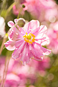 Pink Japanese anemones