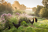 Two black hens and cockerel in idyllic landscape