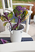 Purple ornamental cabbage in jug