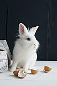 White rabbit and egg shells