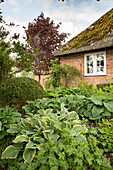 Hostas outside thatched house