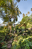 Lush tropical garden