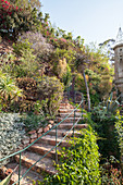 Climber-covered stone steps in terraced garden