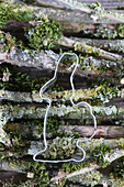 Rabbit biscuit cutter on twigs covered in mosses and lichen