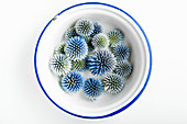 Dried globe thistle flowers (Echinops) in enamel bowl