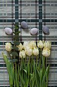 Easter eggs and white tulips on tartan surface