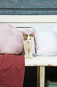 Cat between cushions with hand-sewn covers on bench