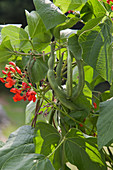 Flowers and bean pods on bean plant