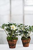 Two hellebores with moss in terracotta pots